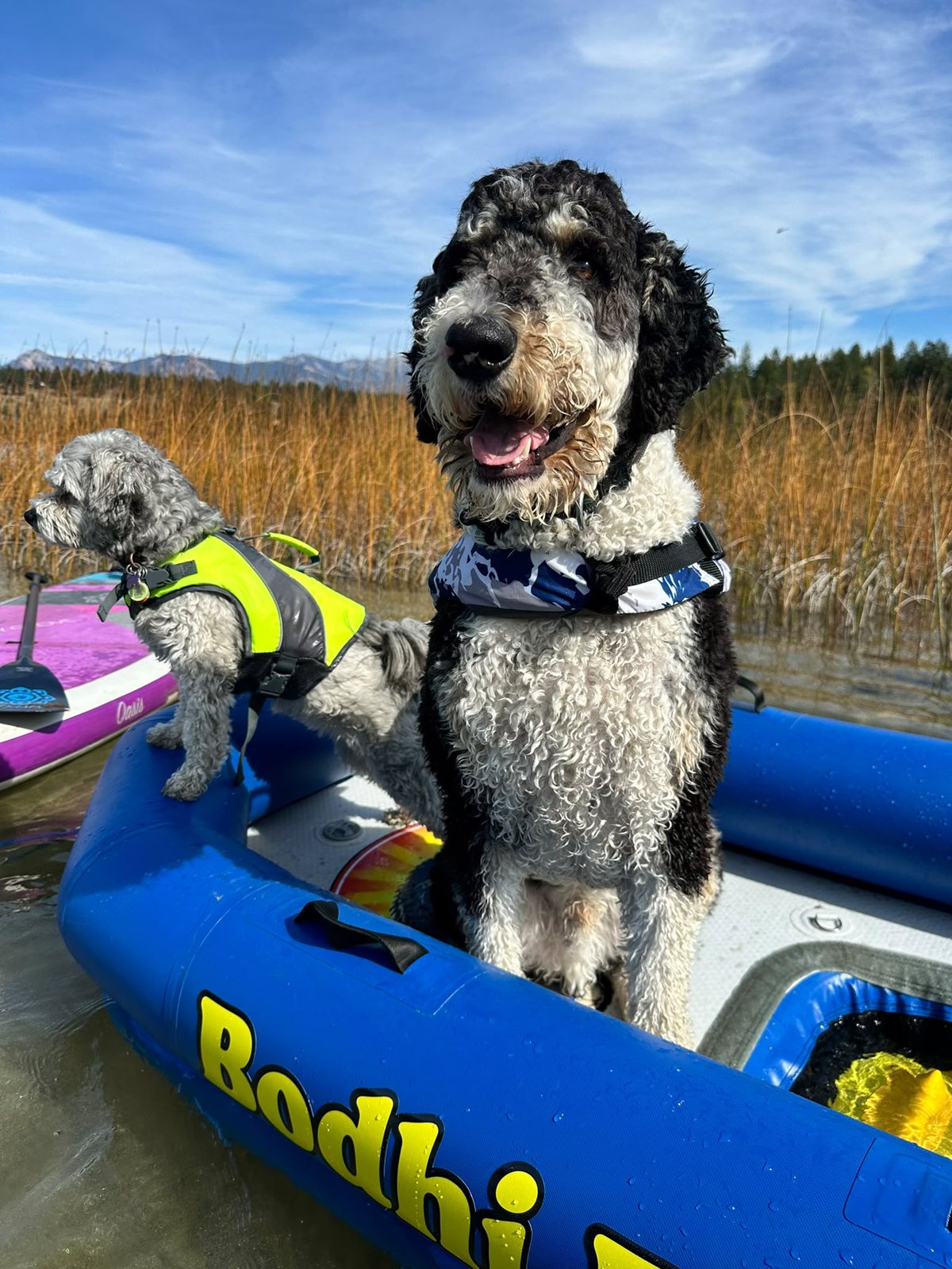 Close up of Bodhi smiling in the Bodhi Boat with a small dog perched on the side tube