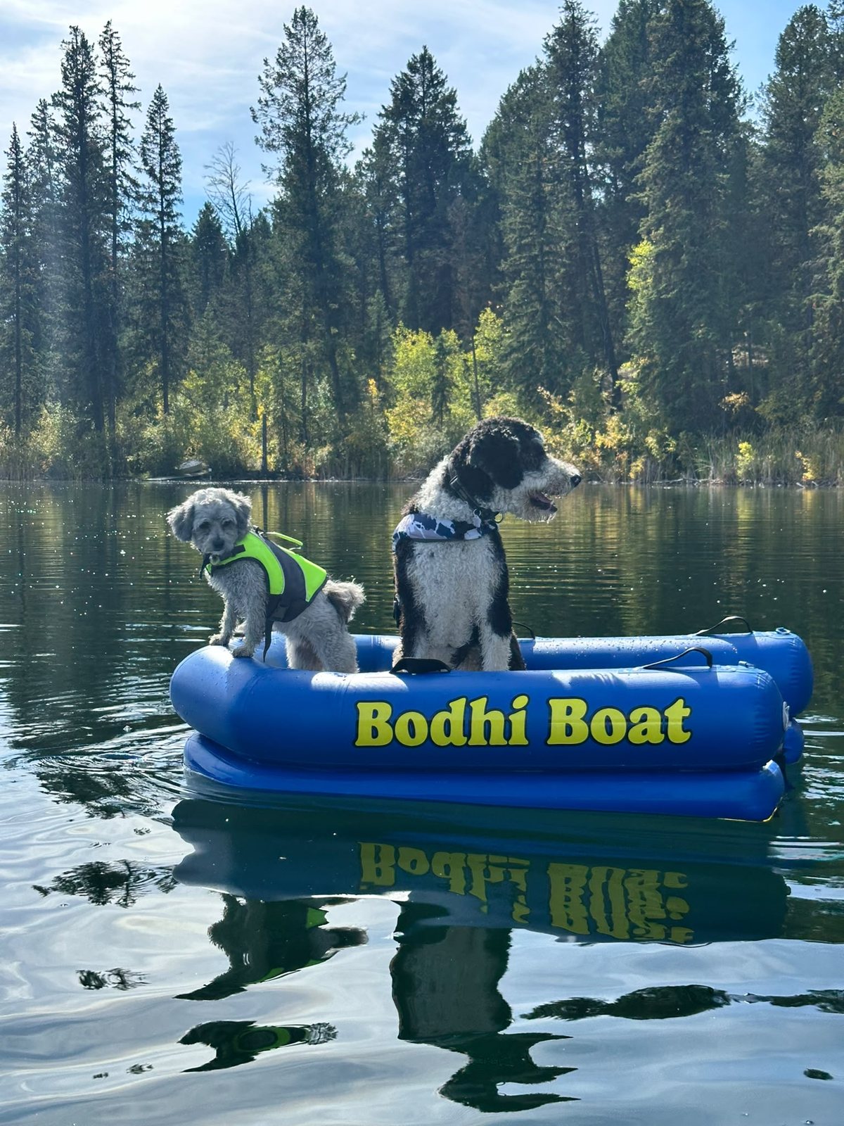 Two dogs in life jackets riding the Bodhi Boat past a forested shoreline