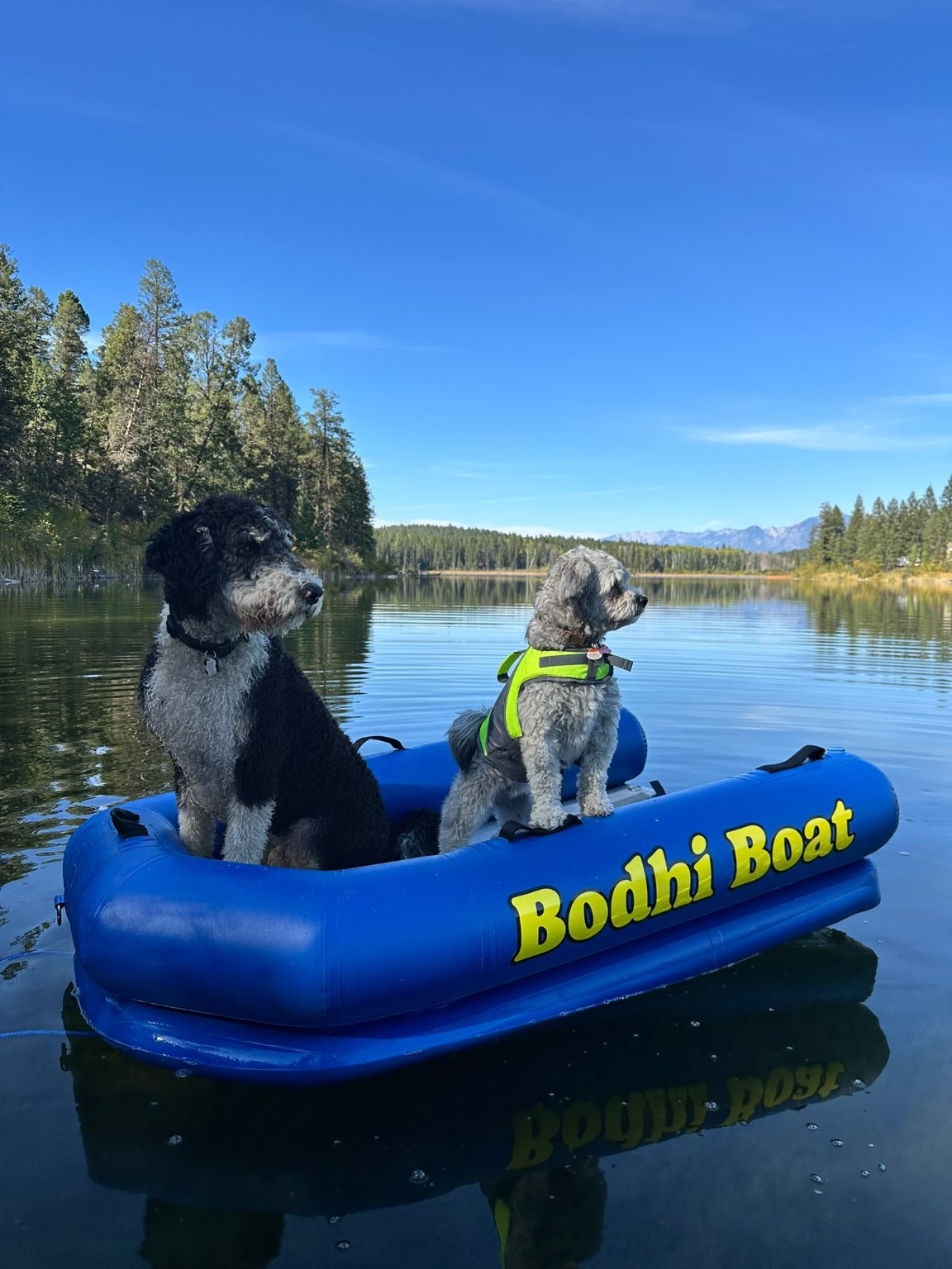 Bodhi and a small grey dog sharing the Bodhi Boat on calm lake water